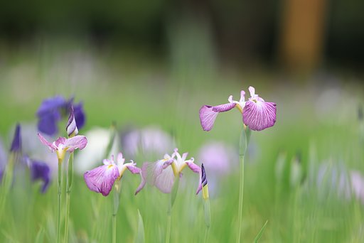 開花率４０％