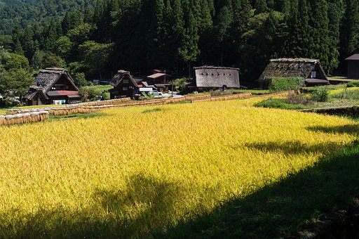 実りの白川郷 その２