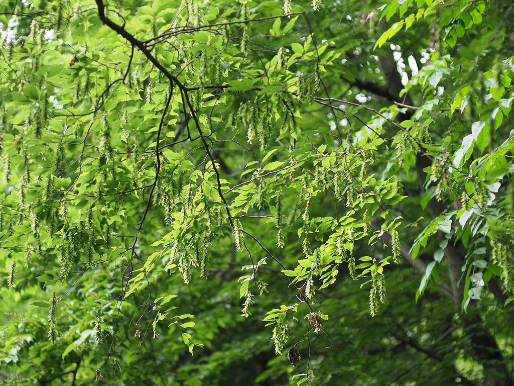 降り注ぐ緑