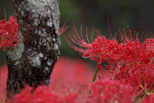雨の彼岸花