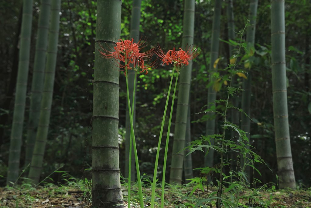 竹林で競う