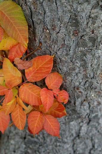 紅葉真っ盛り
