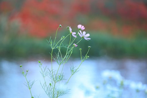 秋めいて来た
