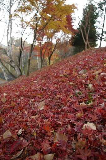 紅葉を踏みしめて　＃１