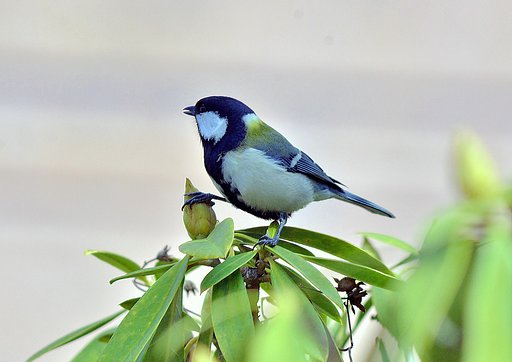 シジュウカラ