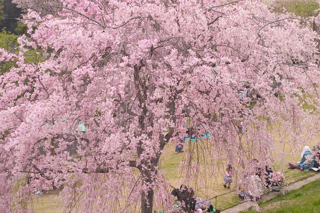 最後の桜かや？