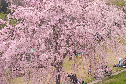 最後の桜かや？