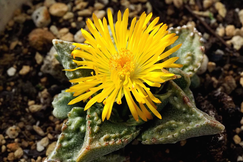 メセンの花