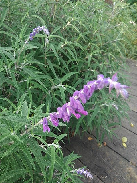 セージの花