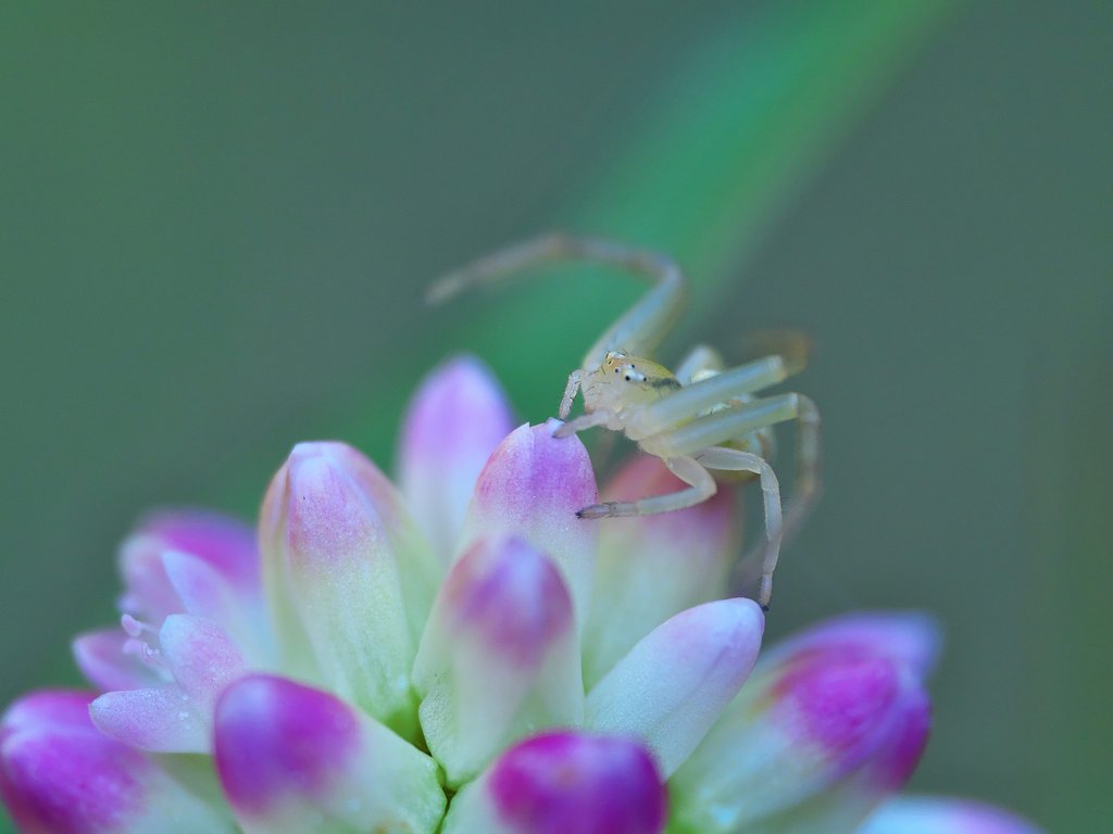 ハナグモ