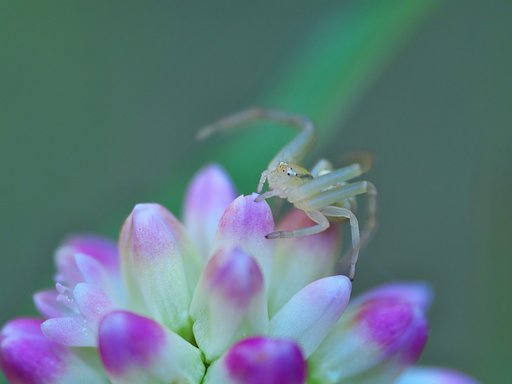 ハナグモ
