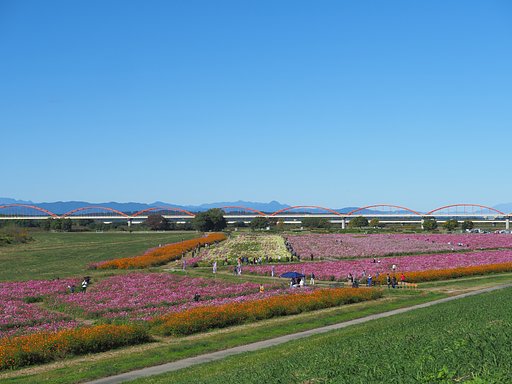 秋空と秋桜