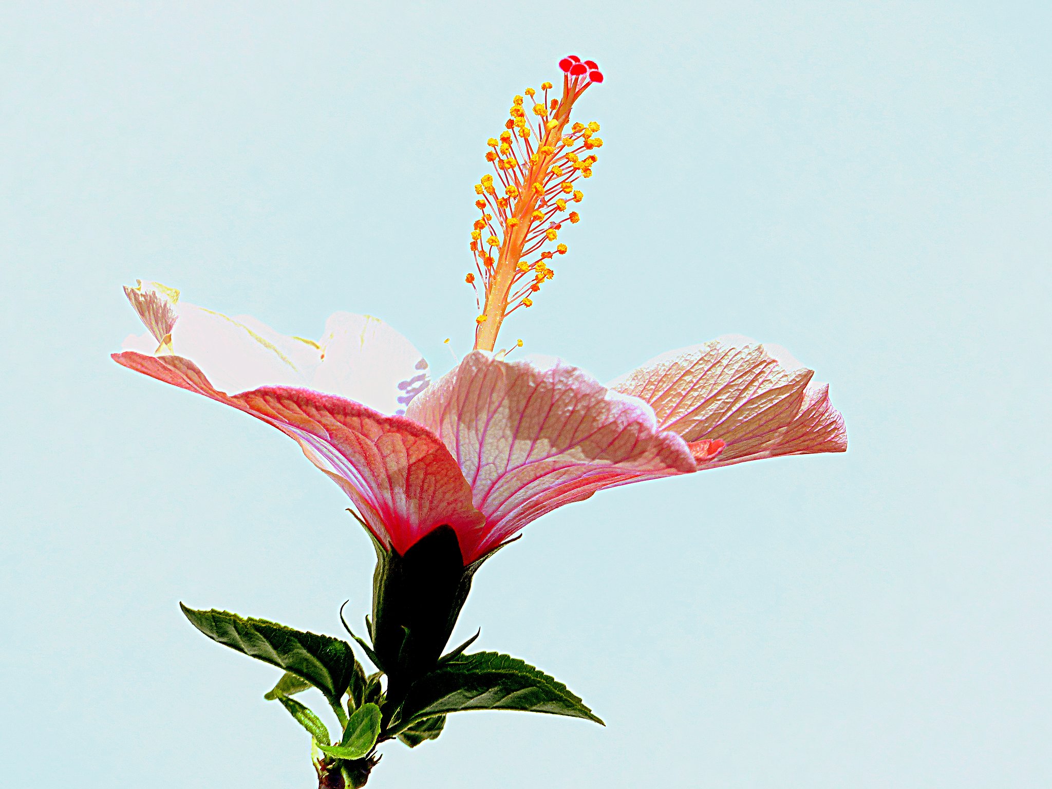 ハイビスカスの蕊