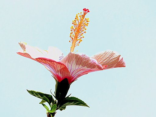 ハイビスカスの蕊