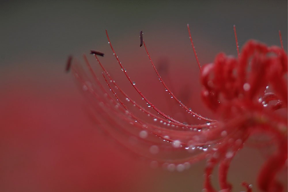 秋雨の中で