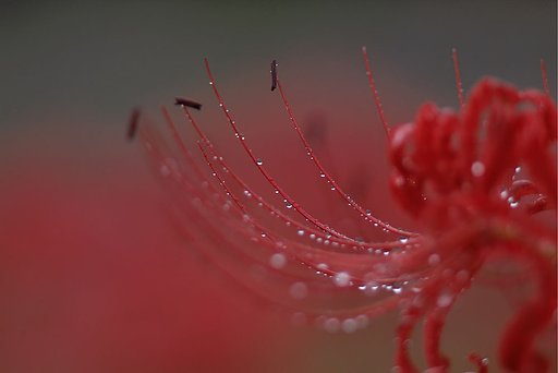 秋雨の中で