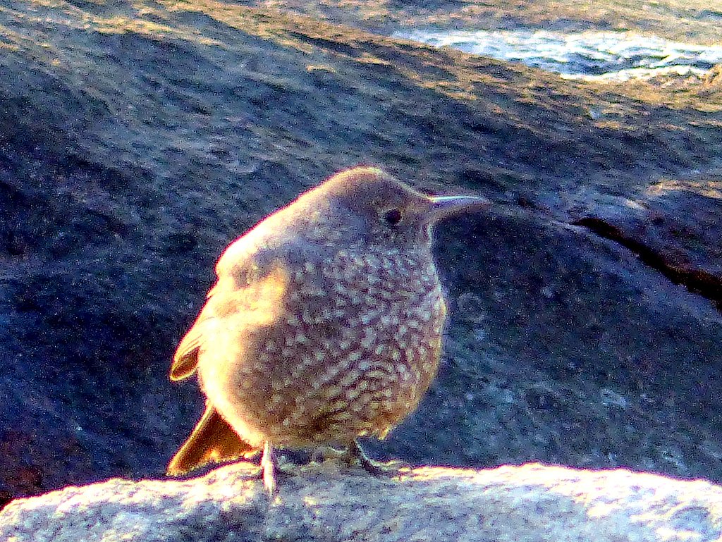 冬の散歩で出会った鳥　１