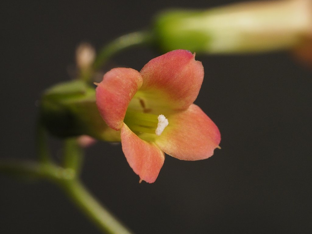 カランエ　花