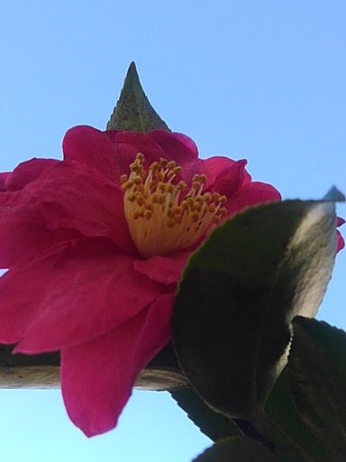 また新たに咲いた庭のサザンカの花