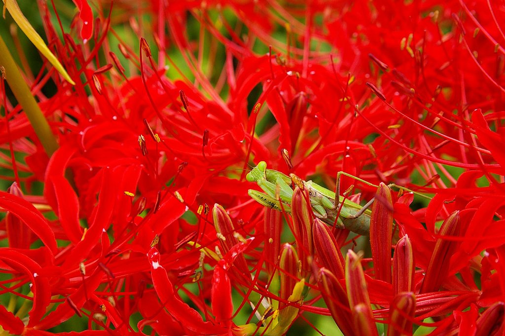 カマキリと曼珠沙華
