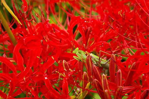 カマキリと曼珠沙華