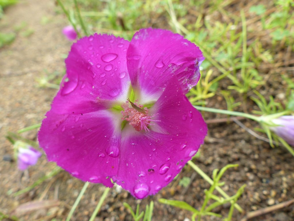 小さい花にオンブバッタ