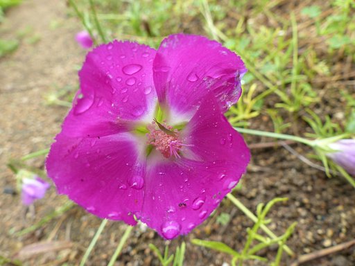 小さい花にオンブバッタ