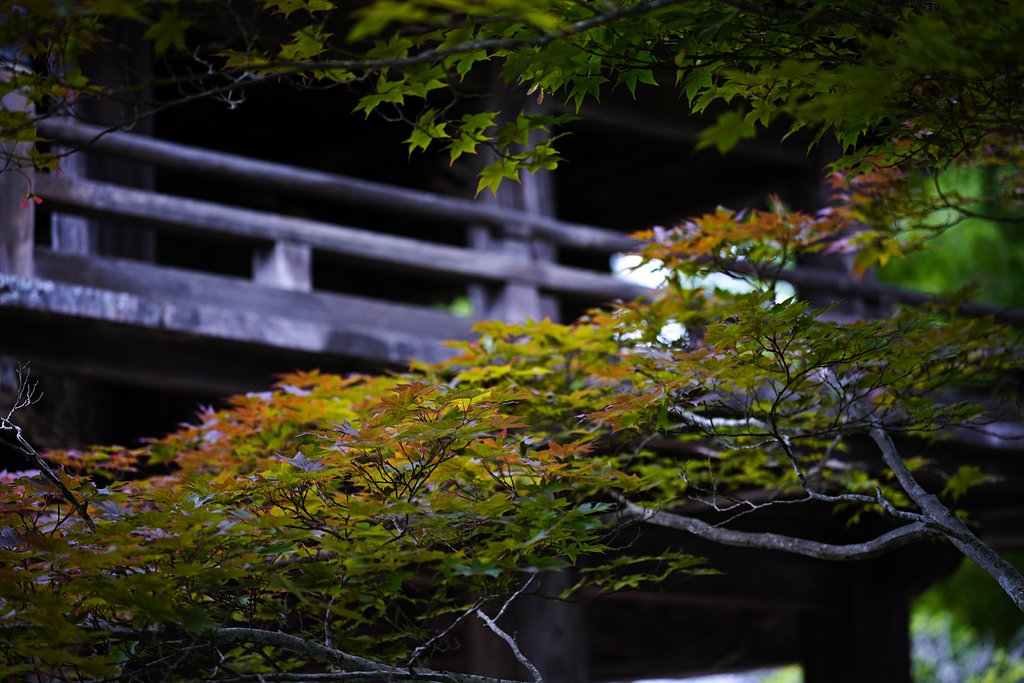 color maple