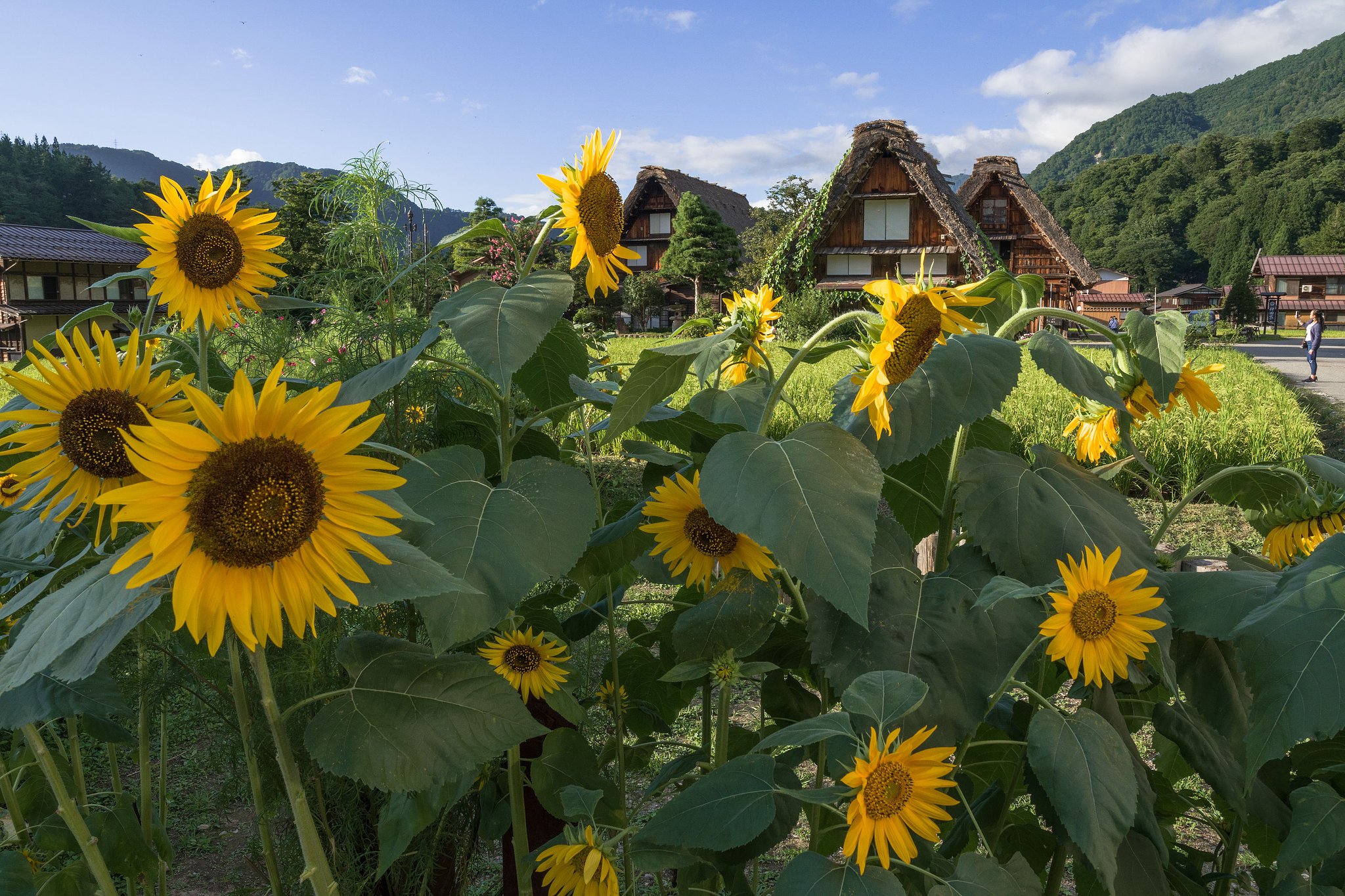 白川郷の夏