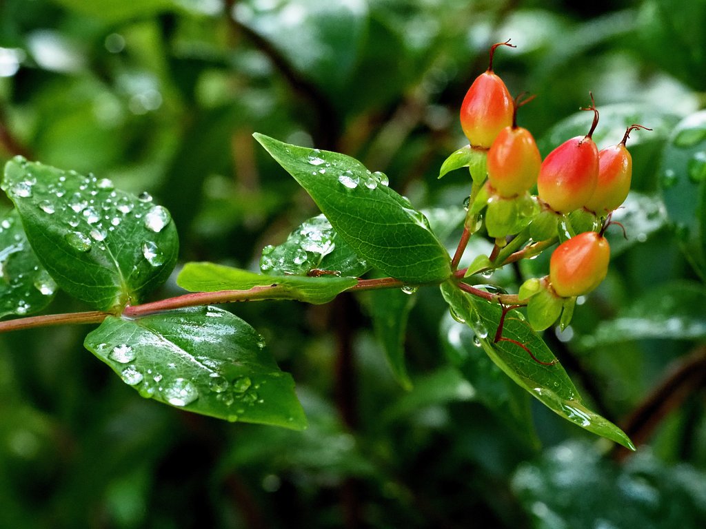 雨上がり