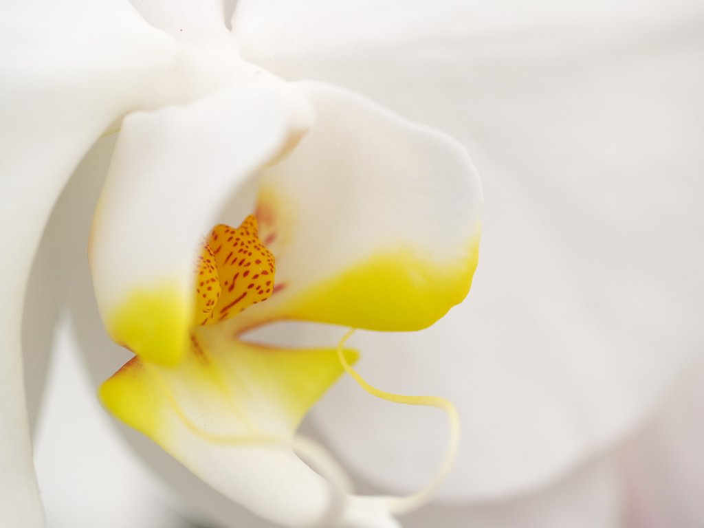 純白の花びらに包まれて