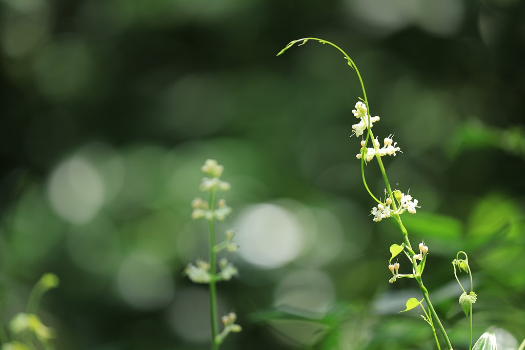藪の茗荷？