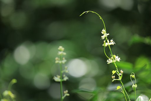 藪の茗荷？