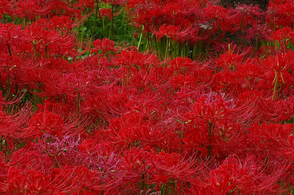 曼珠沙華