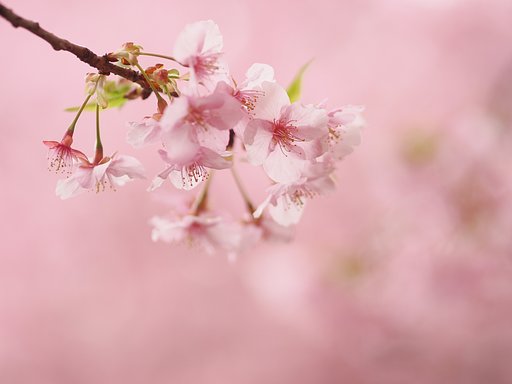 夢見心地その１