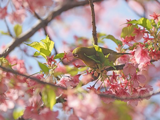 河津メジロまつりーその２