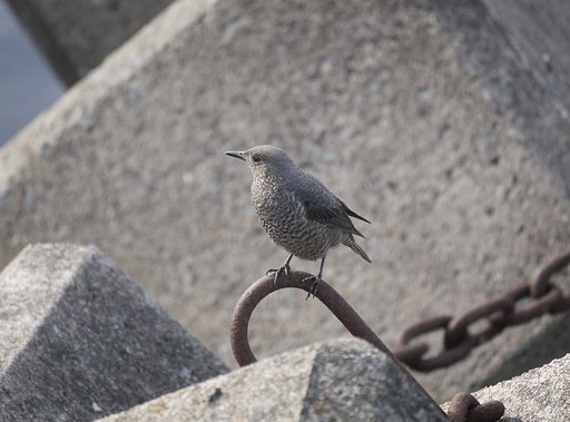 イソヒヨドリ　♀