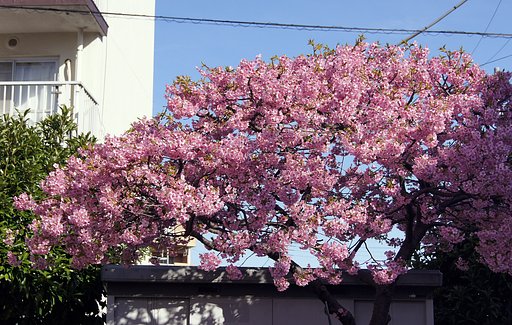 桜