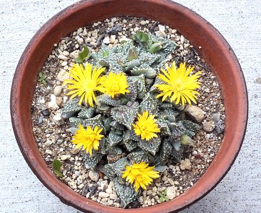 マセンの花