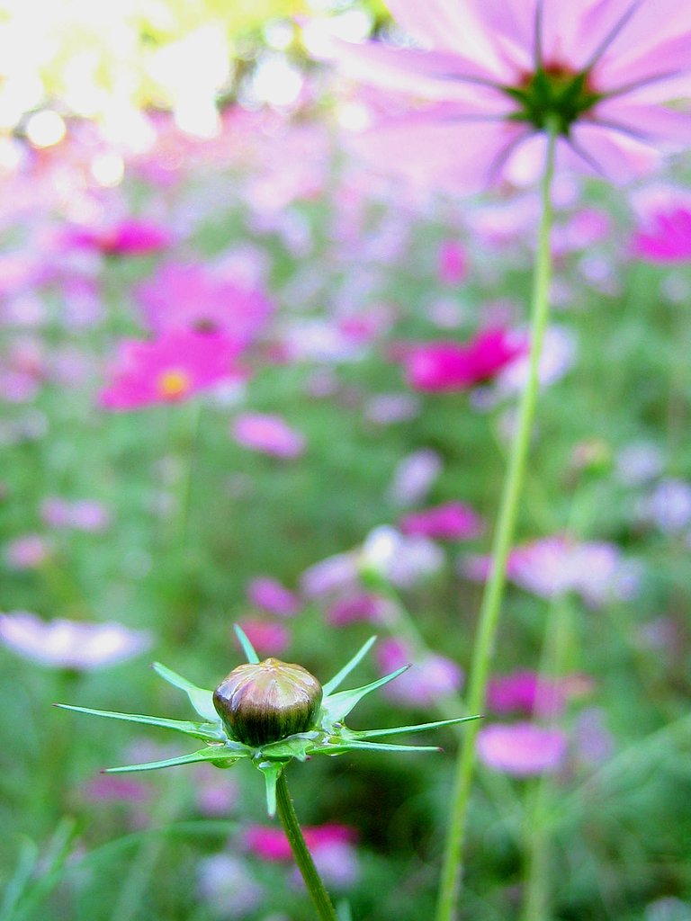 潤んだツボミに秋の花