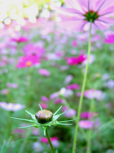潤んだツボミに秋の花