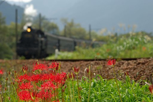 彼岸花とＳＬ