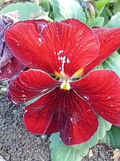 情熱の赤いパンジーの花