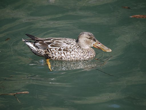 コガモ　♀