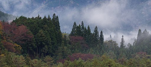 晩秋の朝
