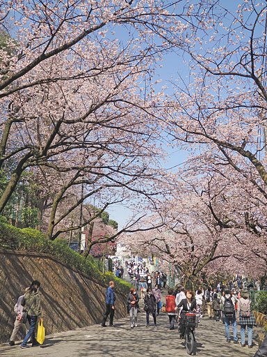 九重神社〜春の賑わい〜