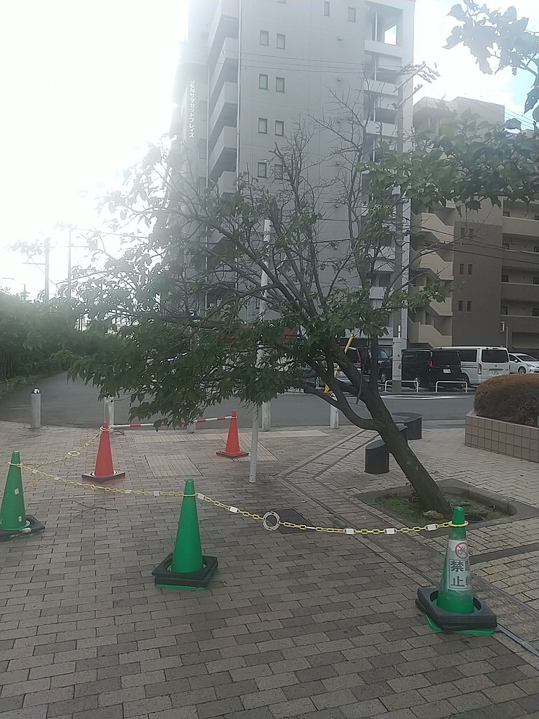 台風のあと