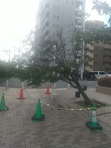 台風のあと
