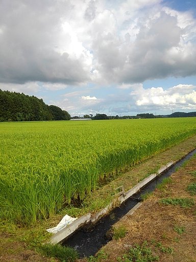 大きな雲も見える水田の景色