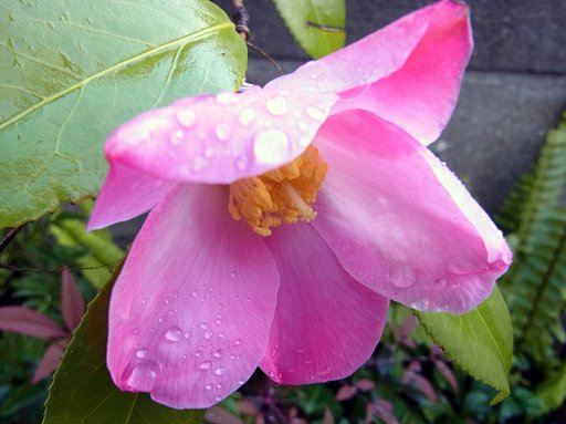 鉢植えのツバキ